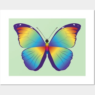 Rainbow morpho menelaus butterfly Posters and Art